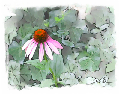 Serene Purple Coneflower